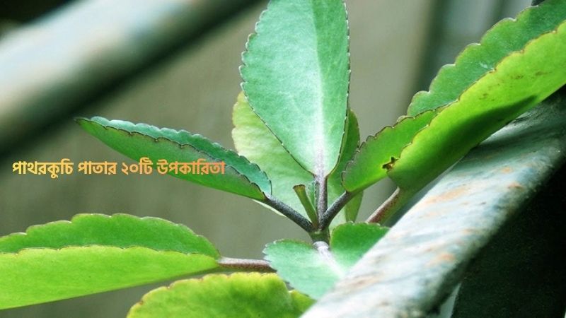 পাথরকুচি পাতার ২০টি উপকারিতা