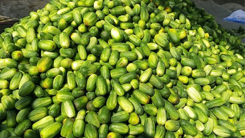 খিরা চাষের জন্য উপযোগী মাটি